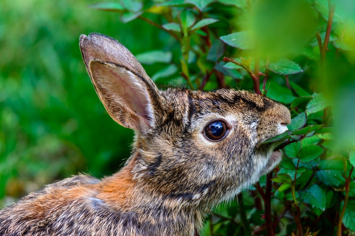 Rabbit Chewing on Your Food