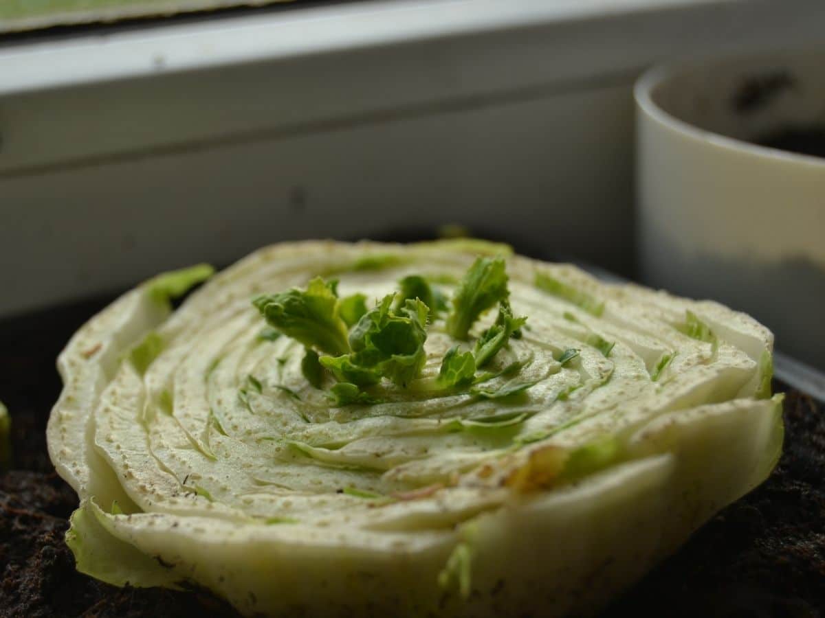 Regrowing Cabbage in Water