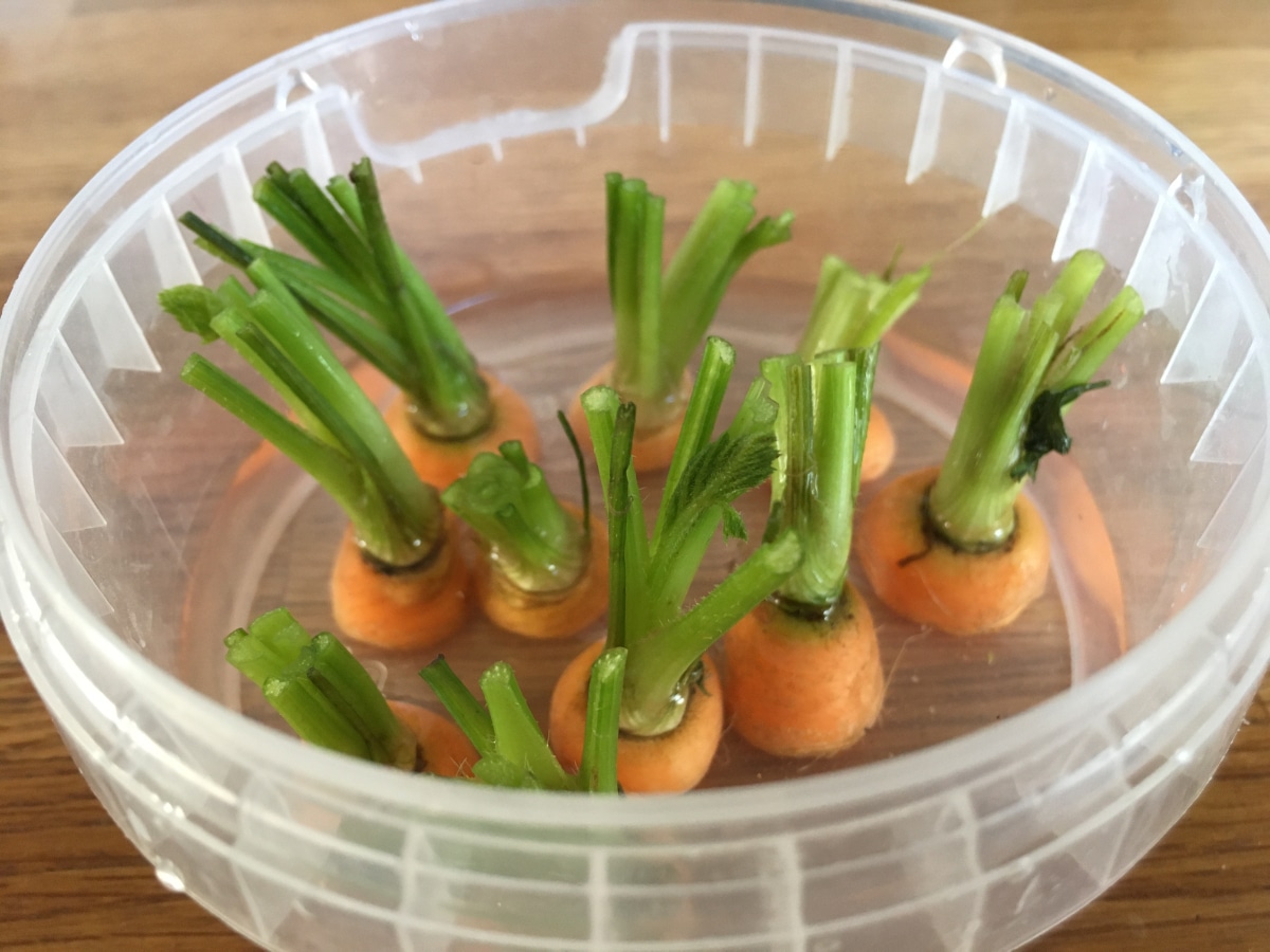 Regrowing carrots in water