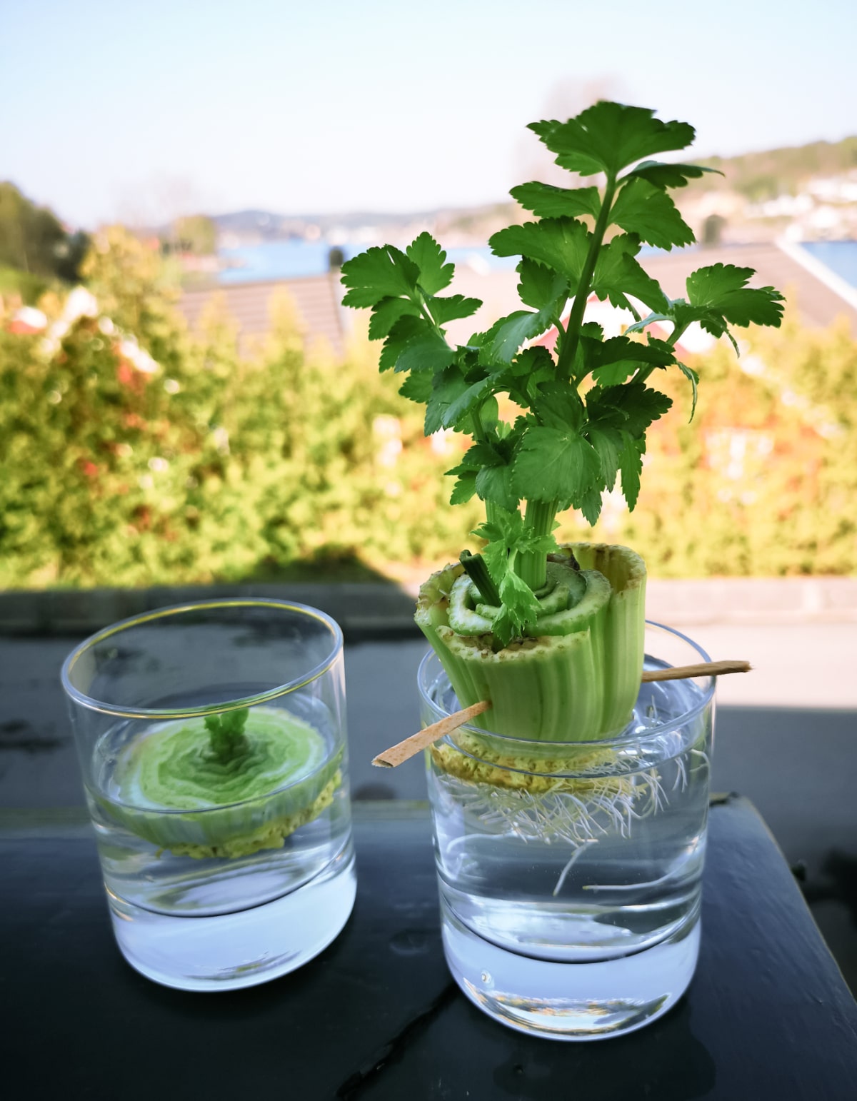 regrowing celery in water