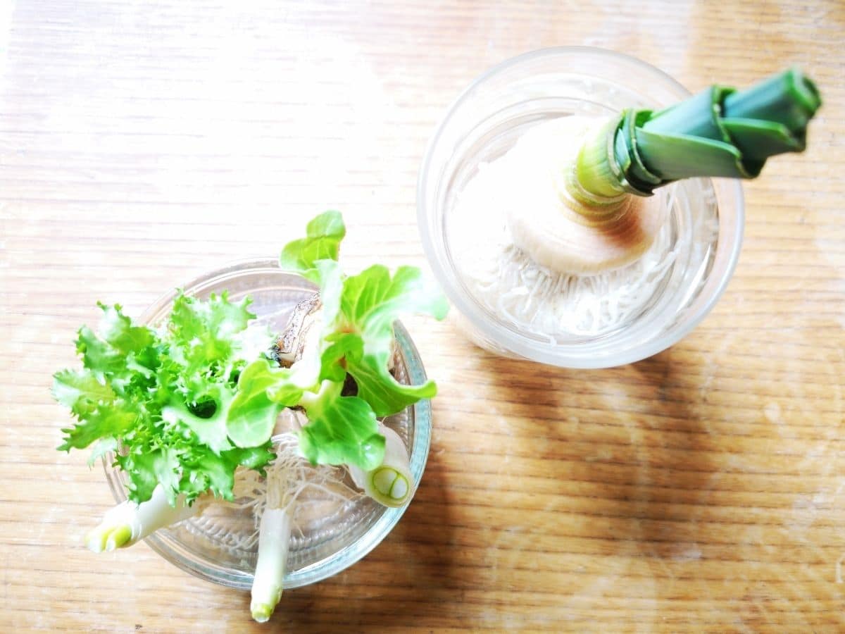 regrowing leeks in water