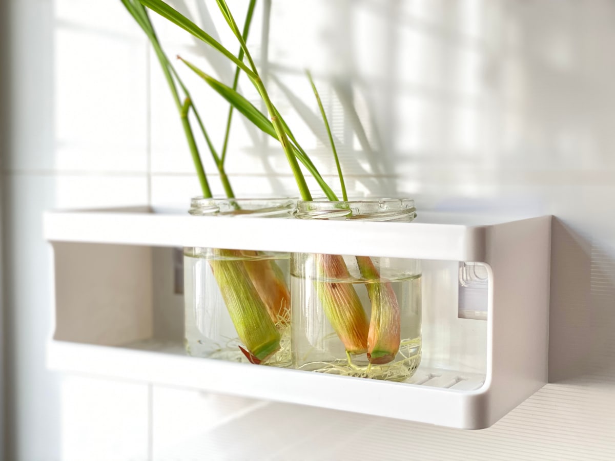 regrowing lemongrass in water