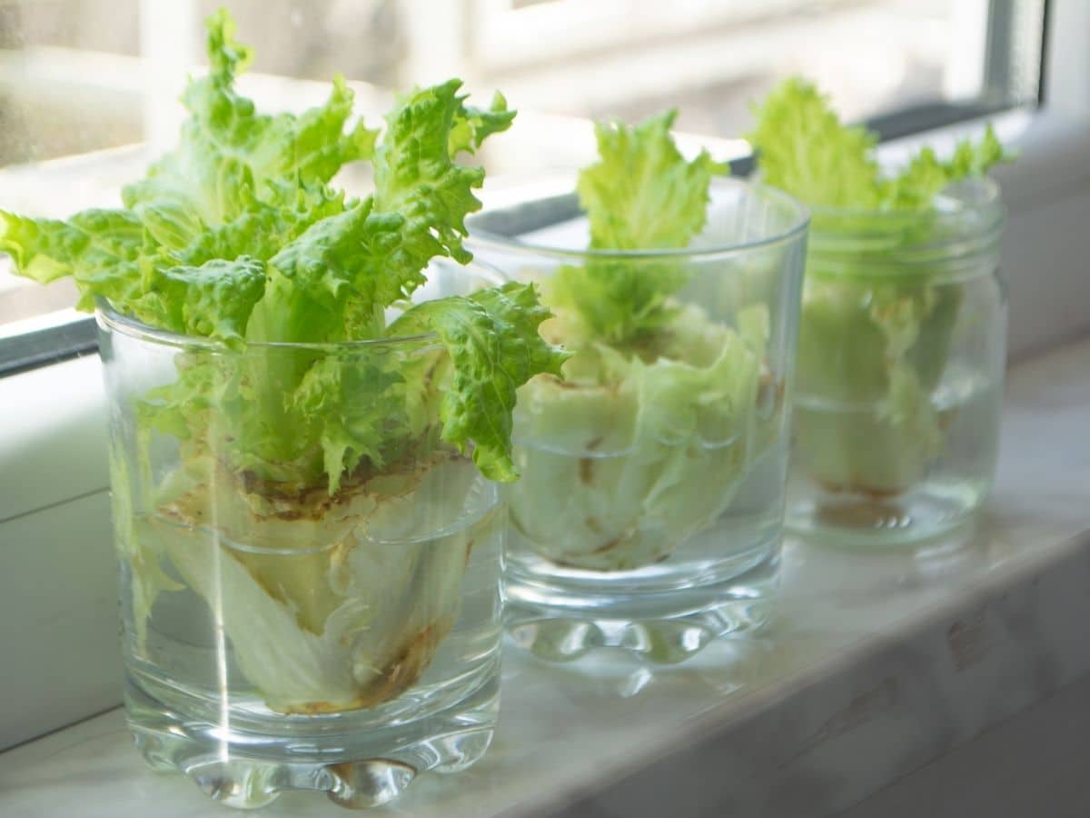 regrowing lettuce in water