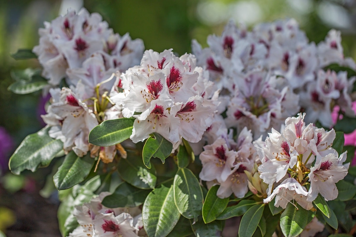 Rhododendrons love vinegar in the garden