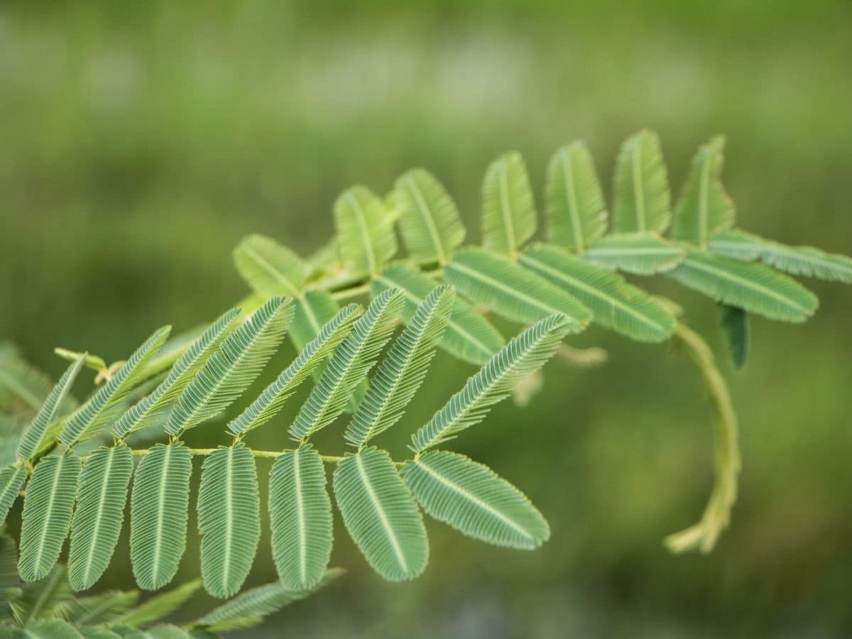 Sensitive plant curling