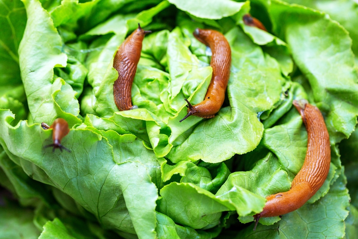 Slugs on Lettuce