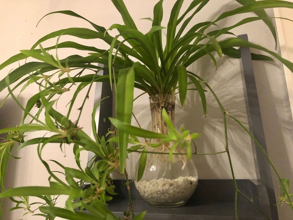 Spider plant and babies