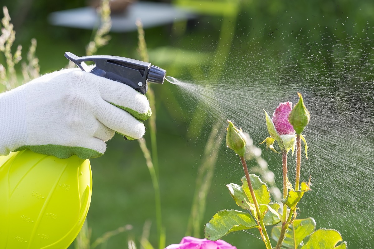 Spraying the Garden