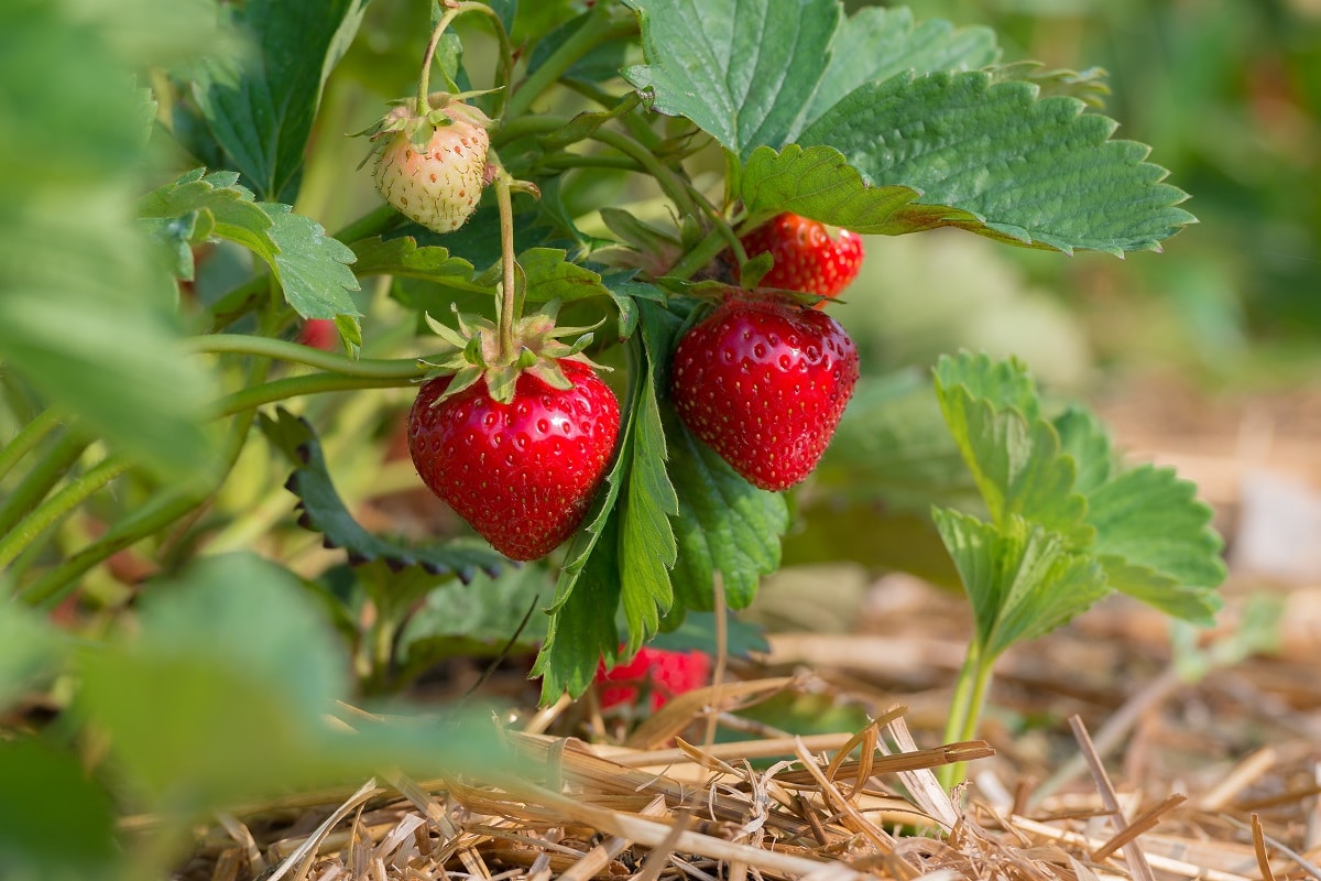 Strawberries ready to pick