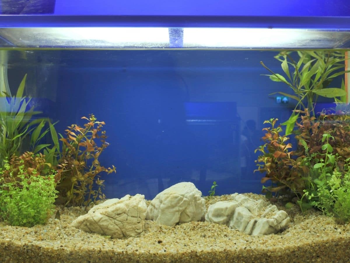 Substrate in an aquarium