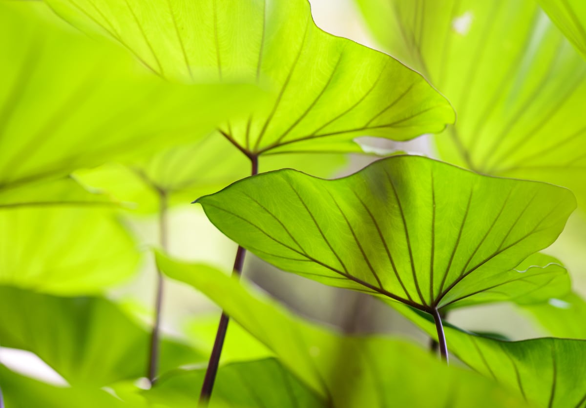 Taro growing in water