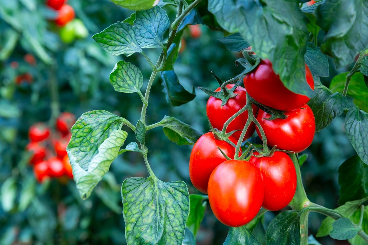 Ripe Tomatoes