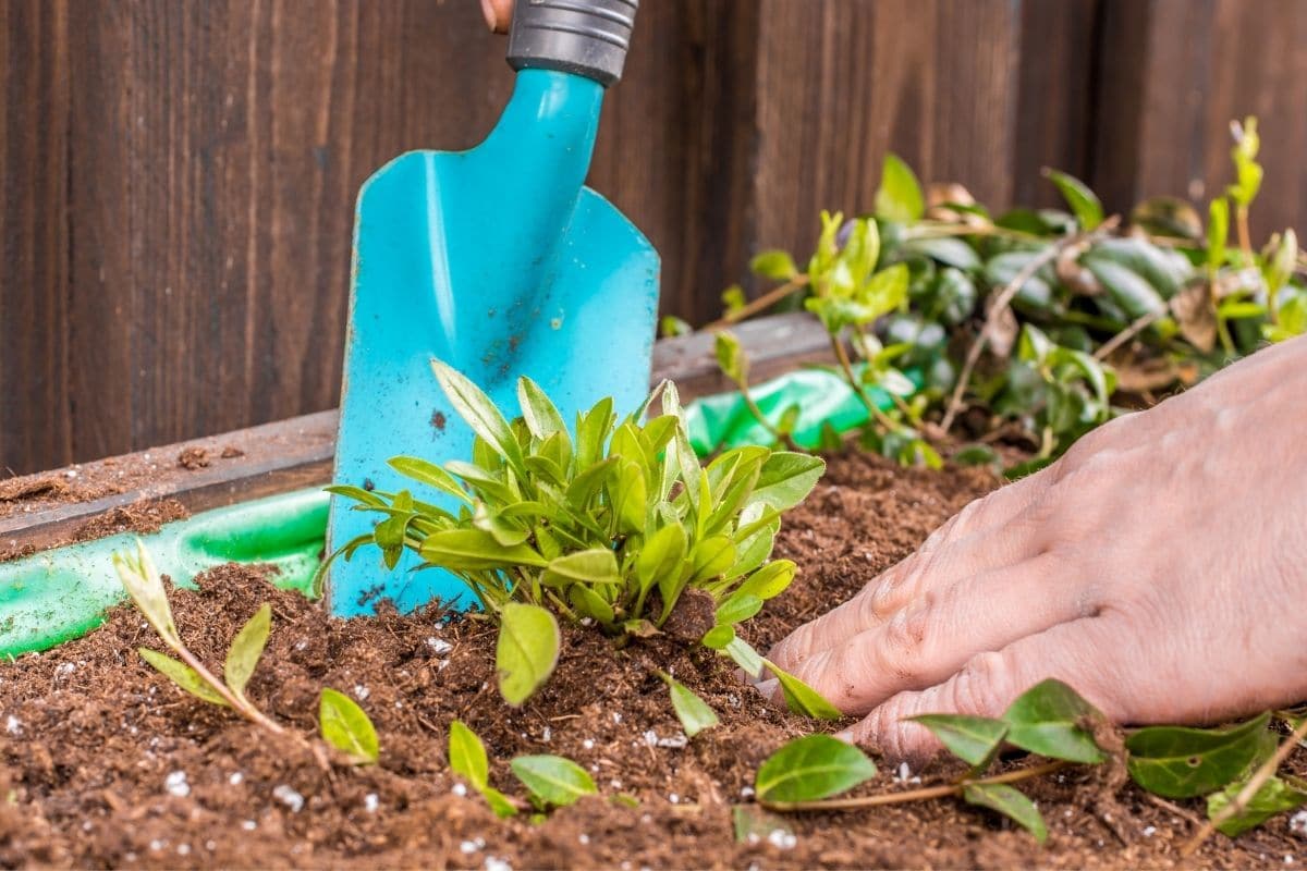 Some of the best plants to grow in a VegTrug