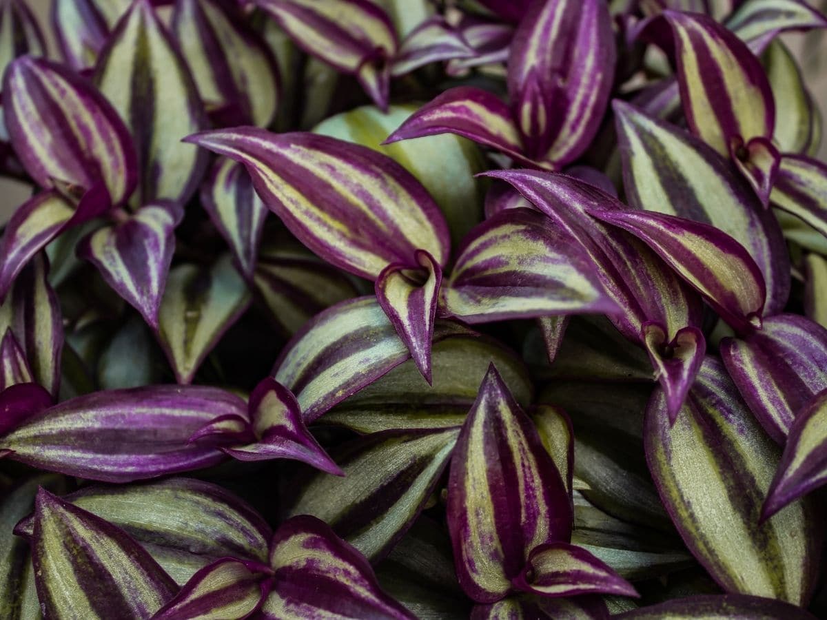 Wandering jew in water