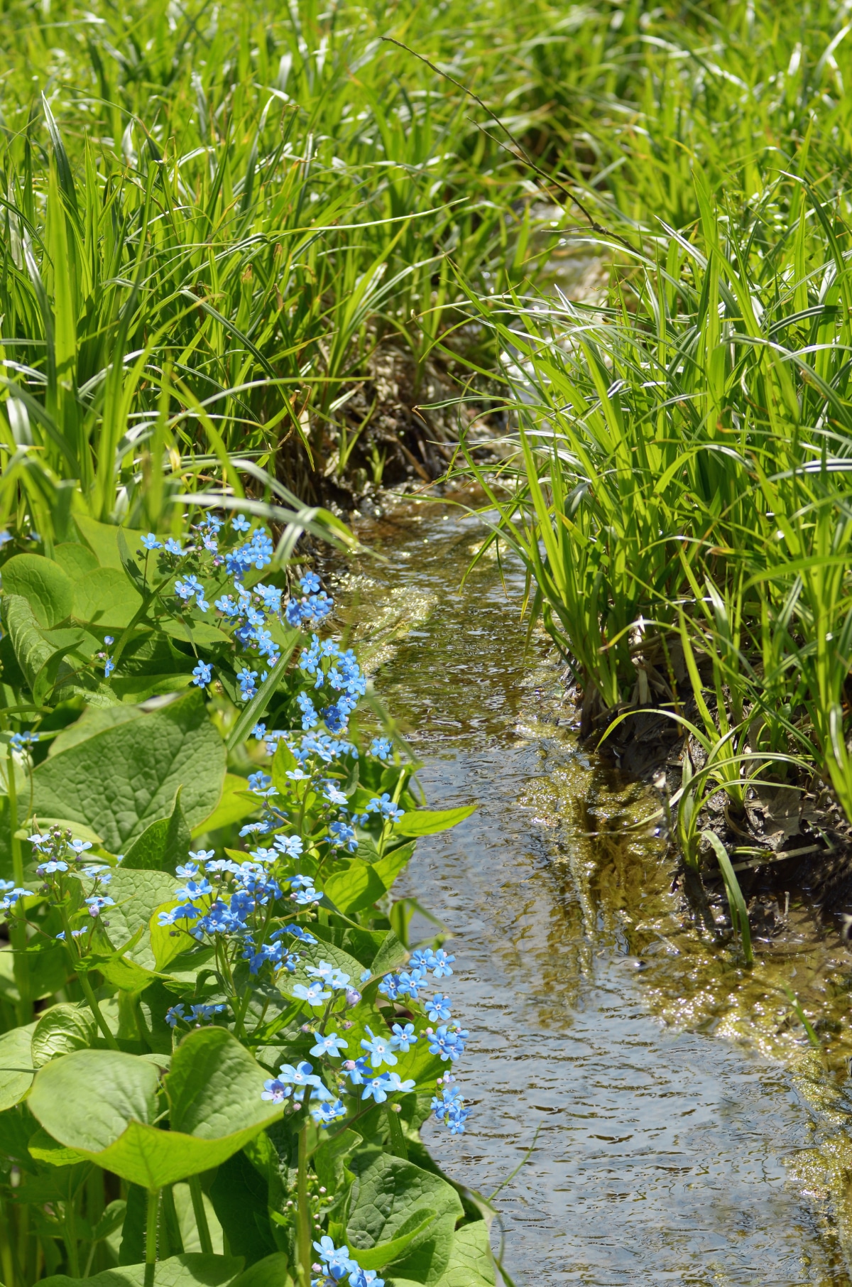 Growing Water Forget-Me-Not in water