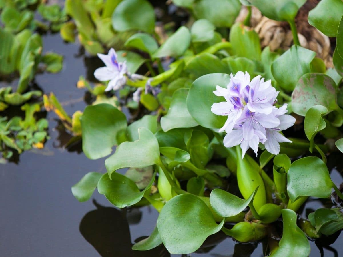 Water Hyacinth growing in water