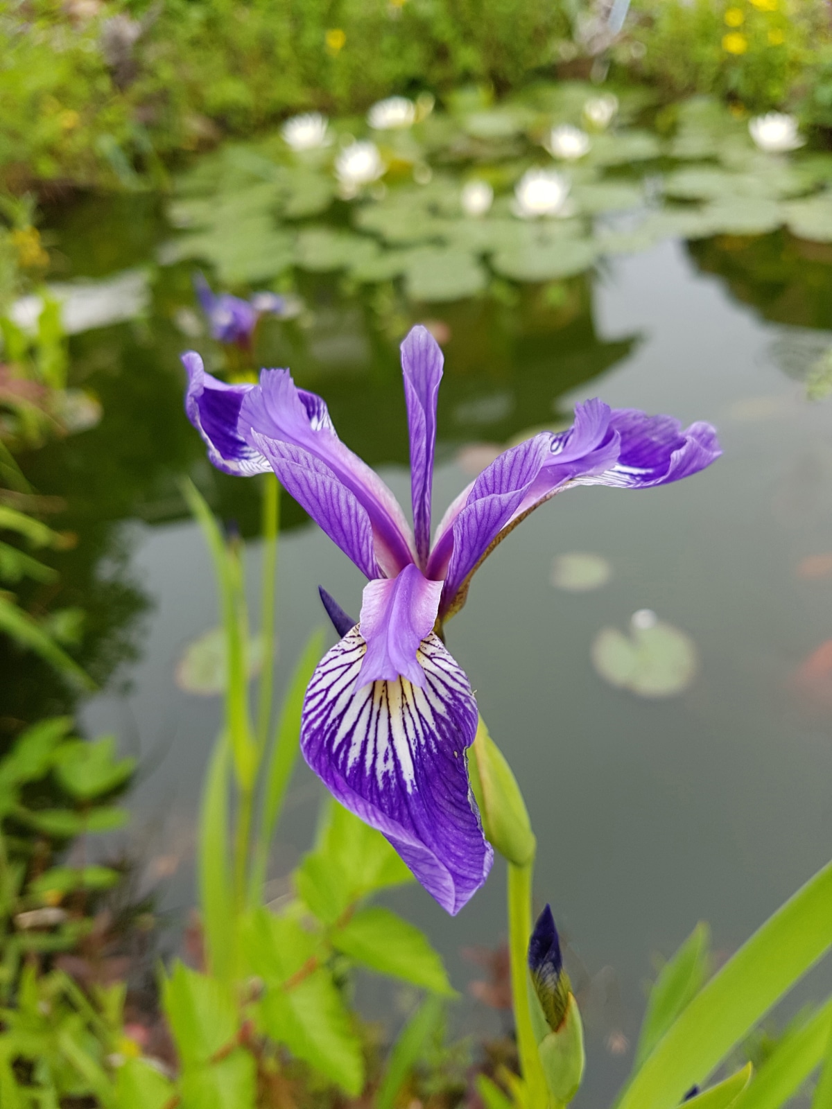 Water Iris is a burst of color