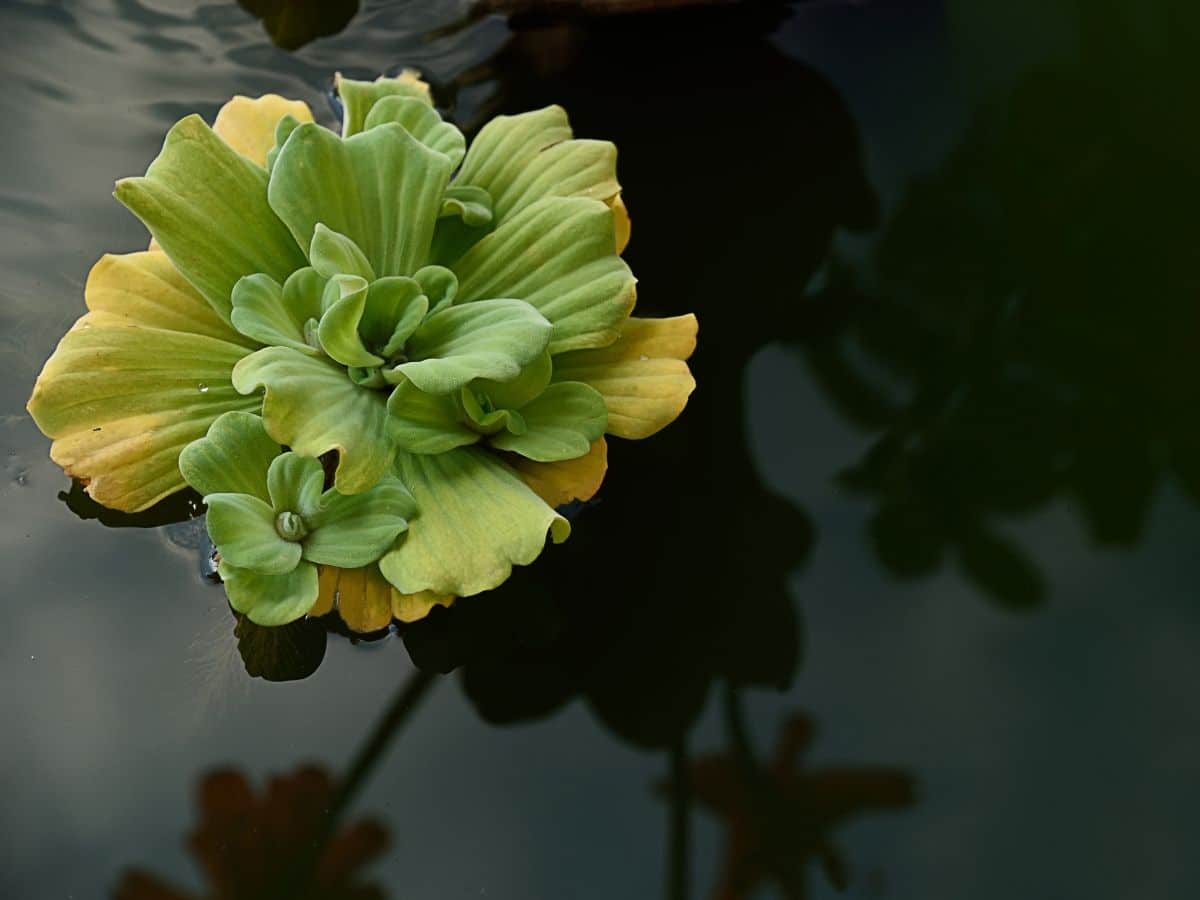 Water lettuce floating in water