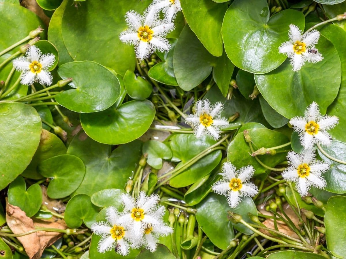 Fuzzy flowered water snowflakes