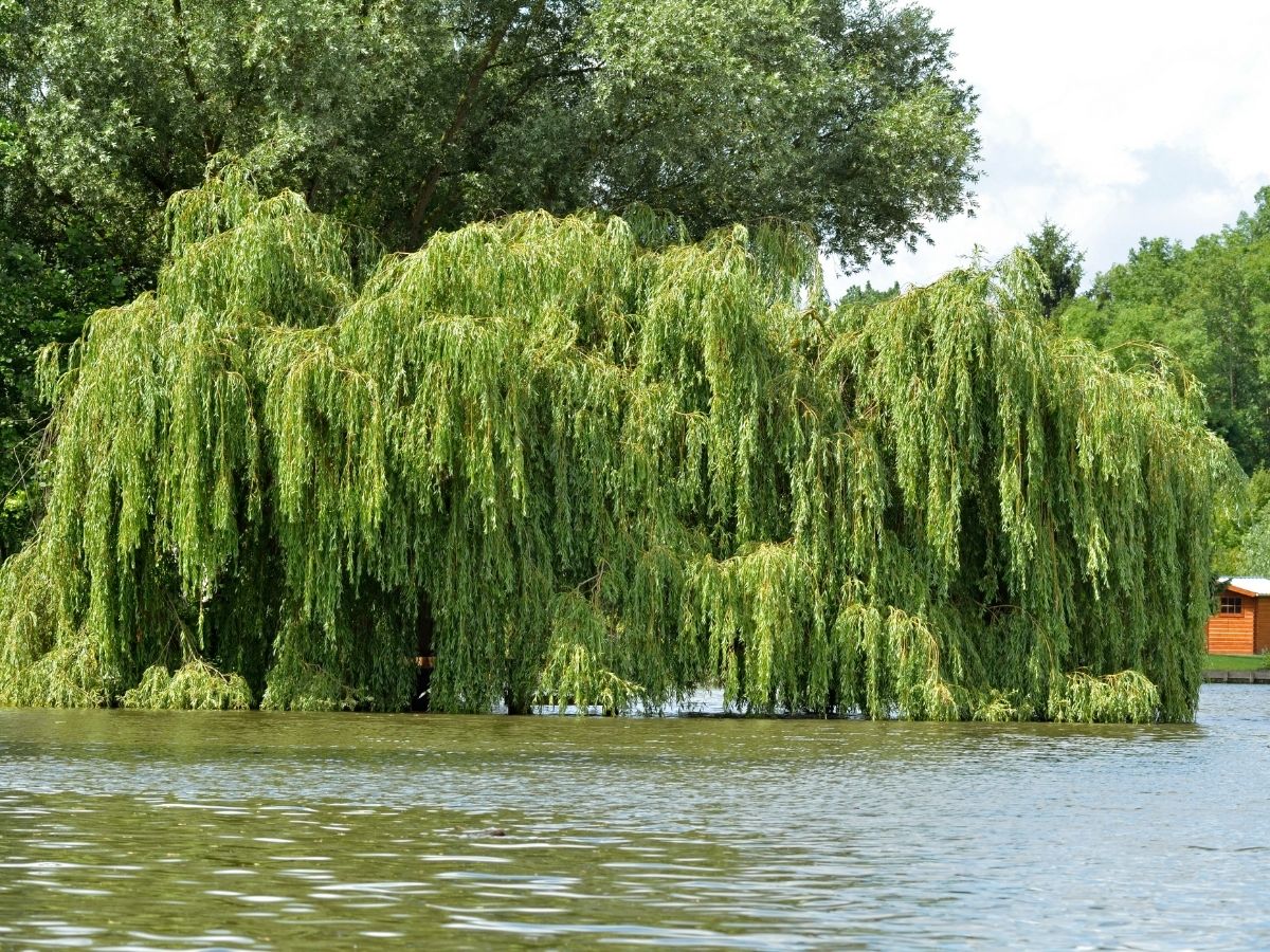 Weeping willow growing over water