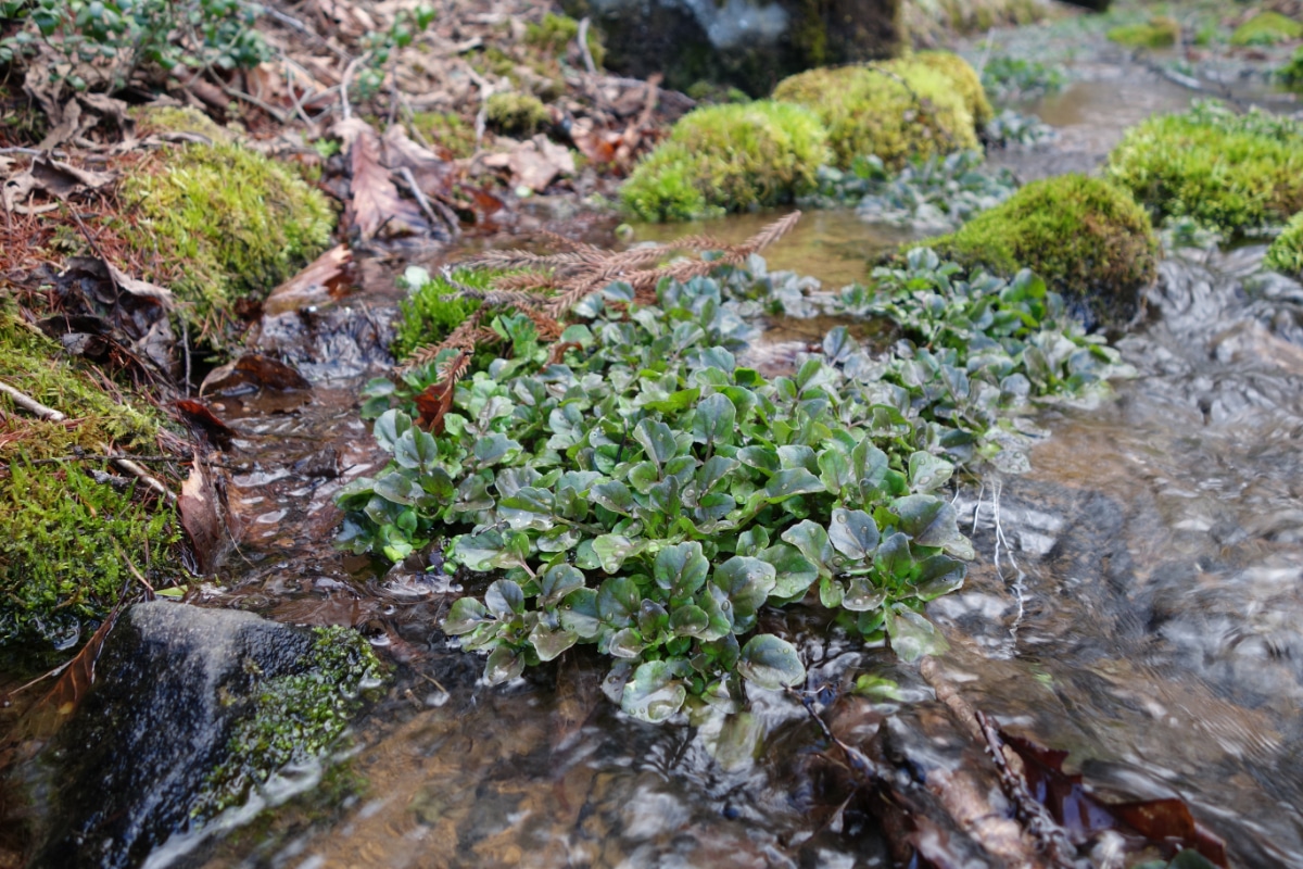 Wild watercress in water