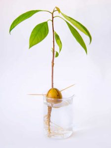 cropped-Growing-Avocado-in-Water.jpg