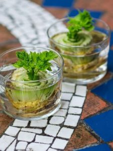 cropped-Regrowing-Kitchen-Scraps.jpg