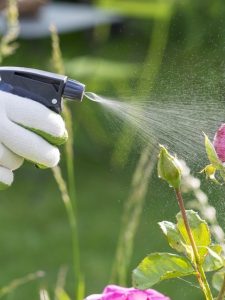 Woman,Spraying,Flowers,In,The,Garden
