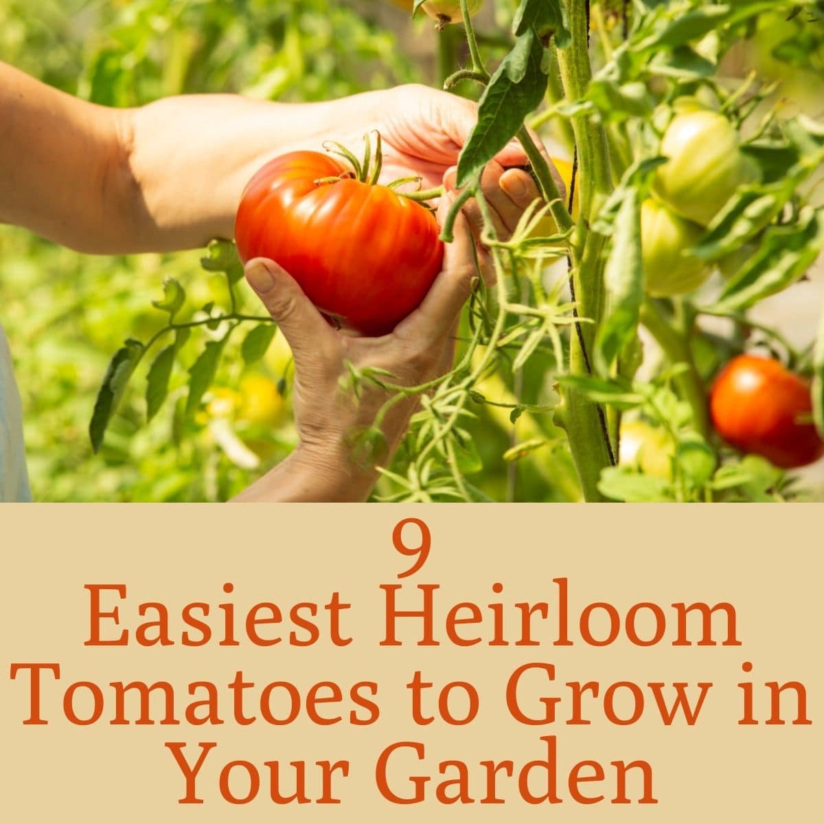 heirloom tomato plant