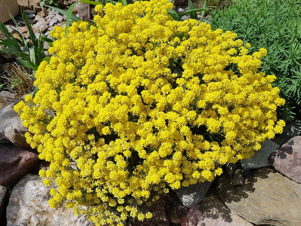 Blooming Alyssum