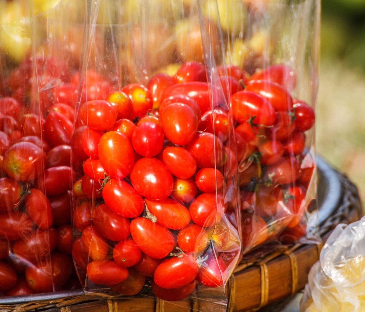 Amish paste tomatoes