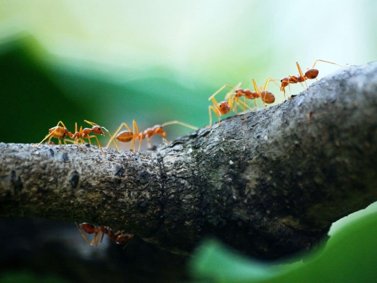 Ants on a branch