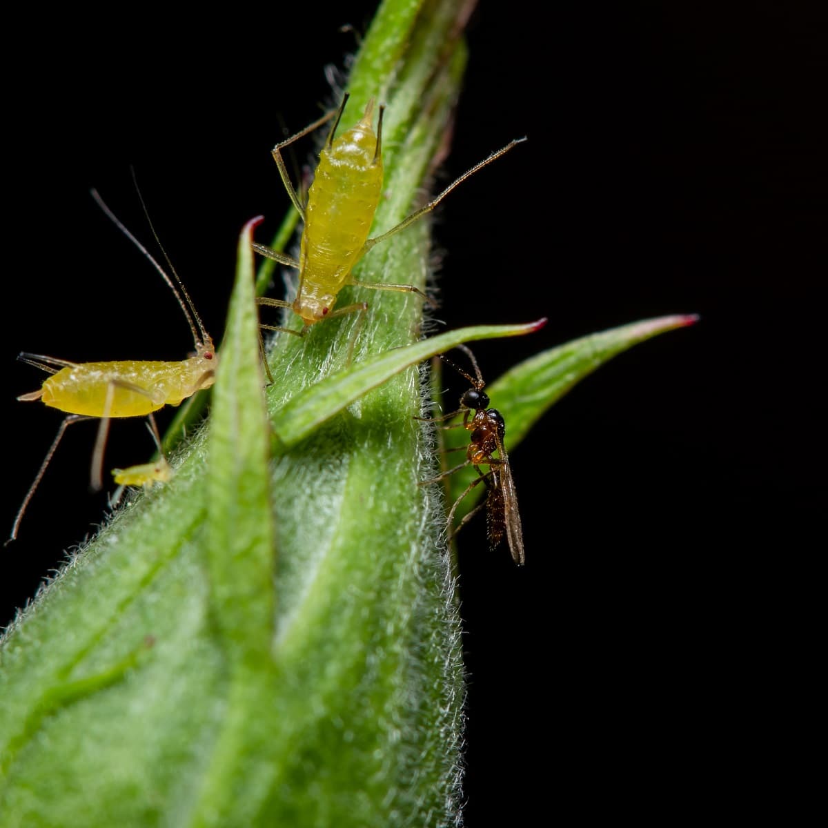 Aphid parasite wasp