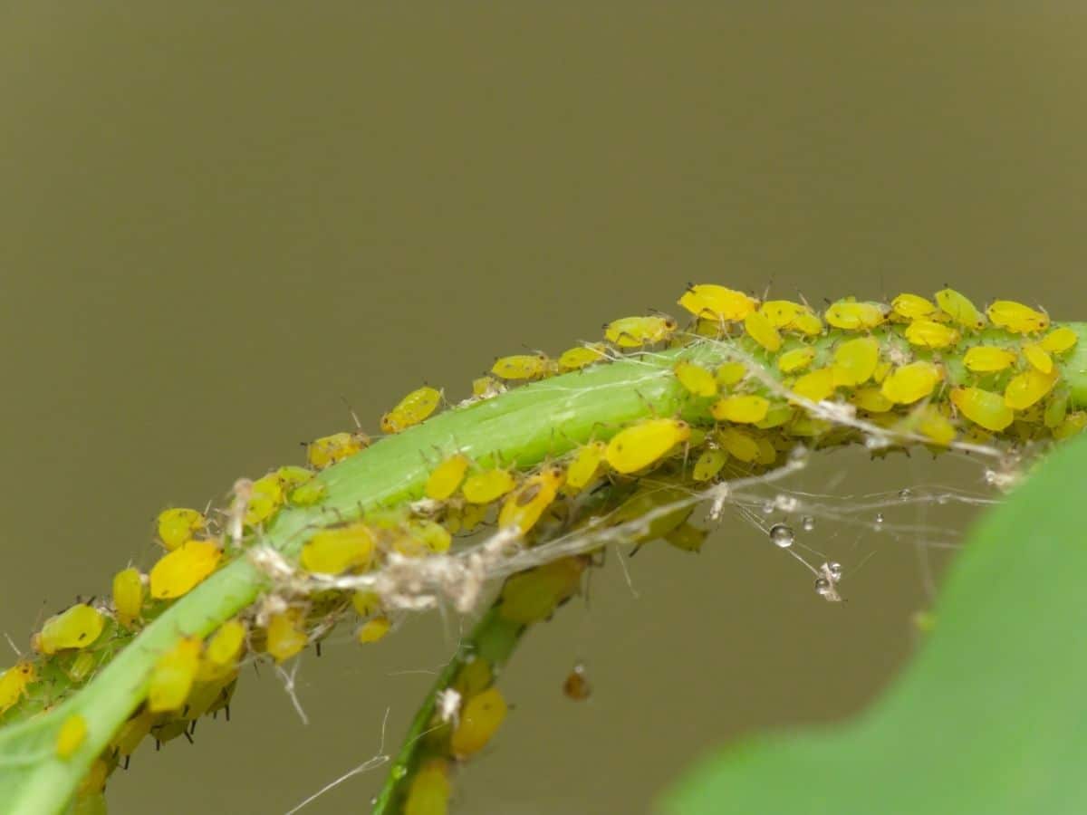 Aphids on a plant