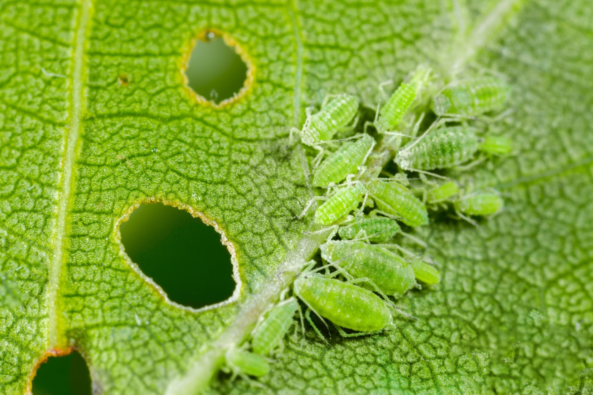 Aphids