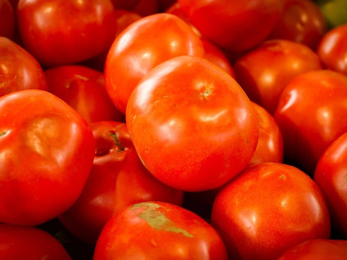 Arkansas Traveler tomatoes