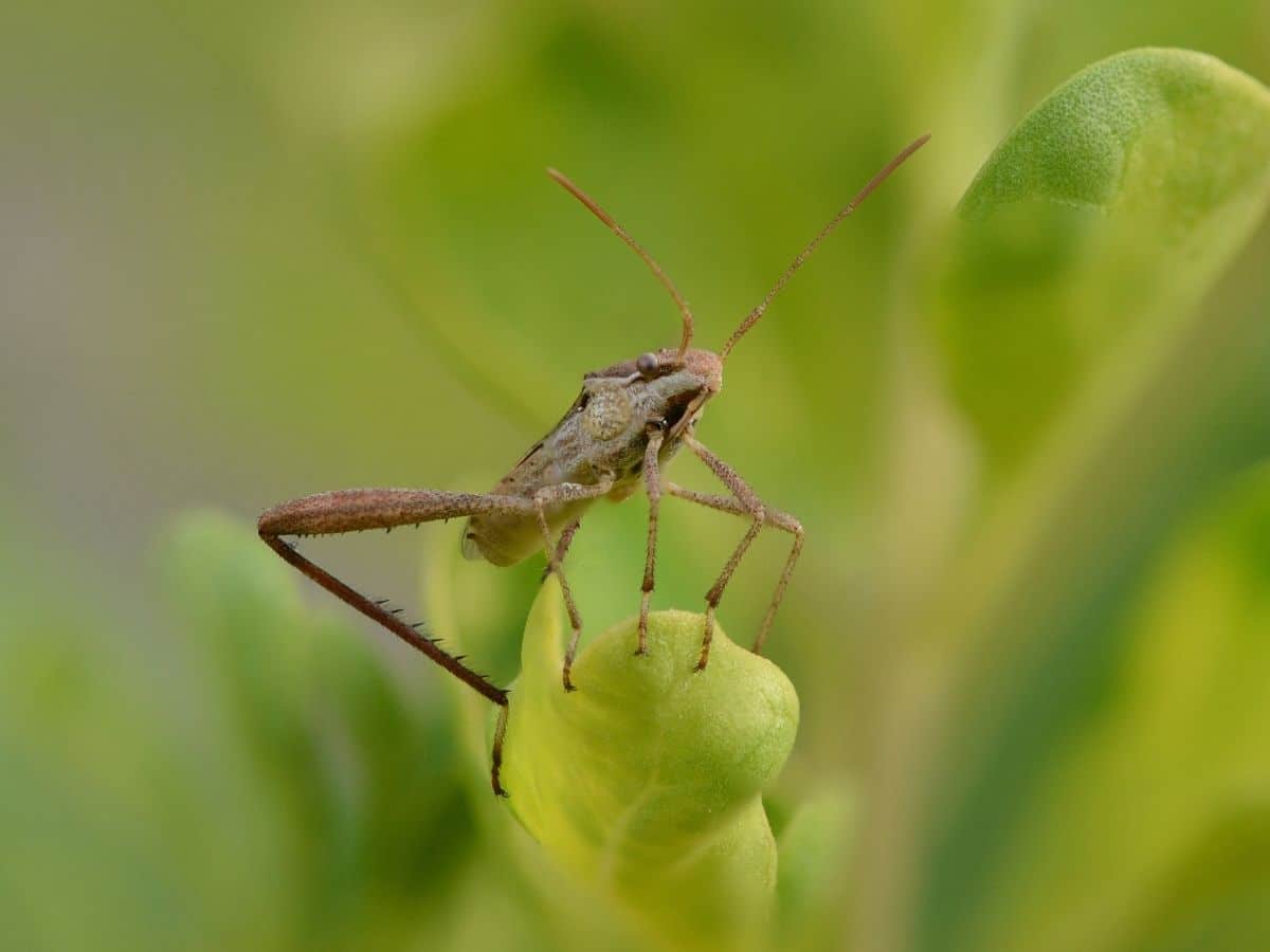 Assassin Bug