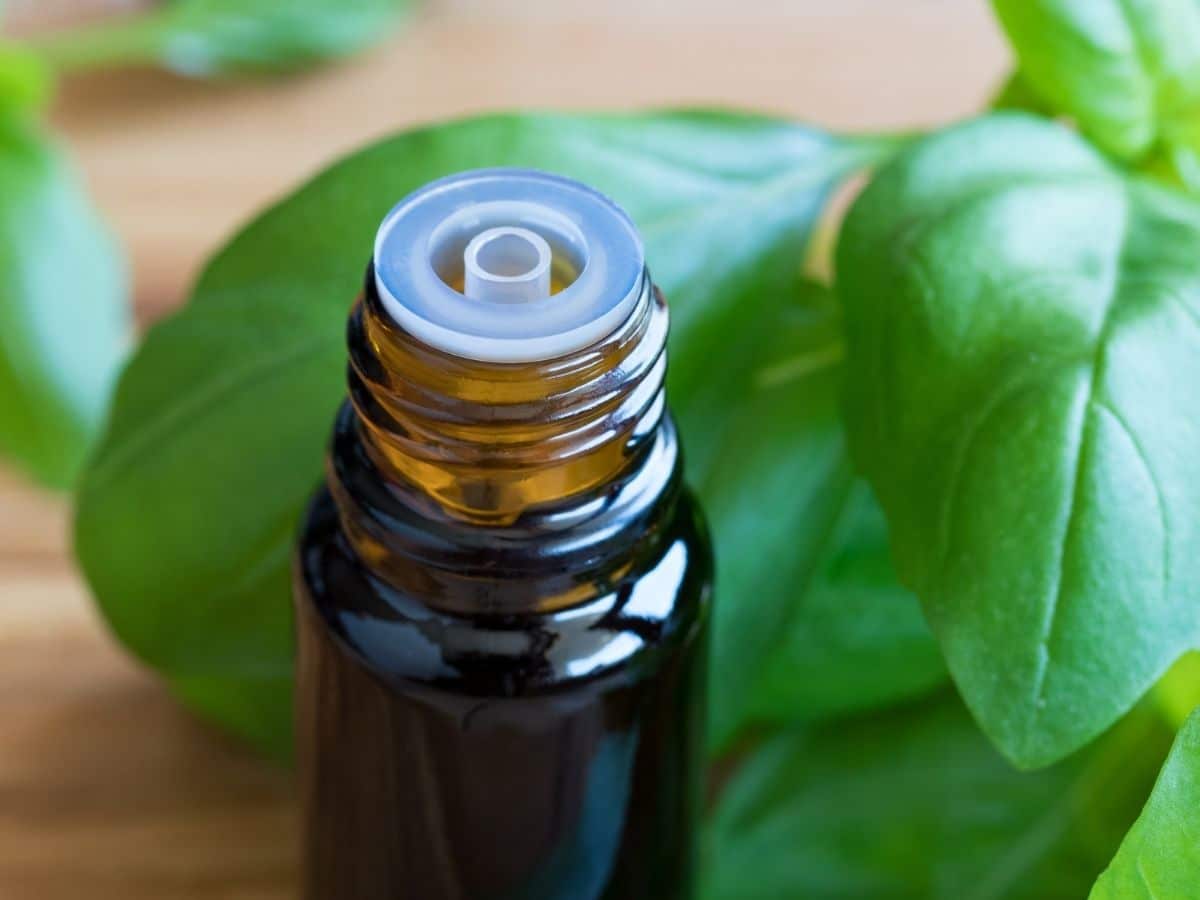 Basil Essential Oil