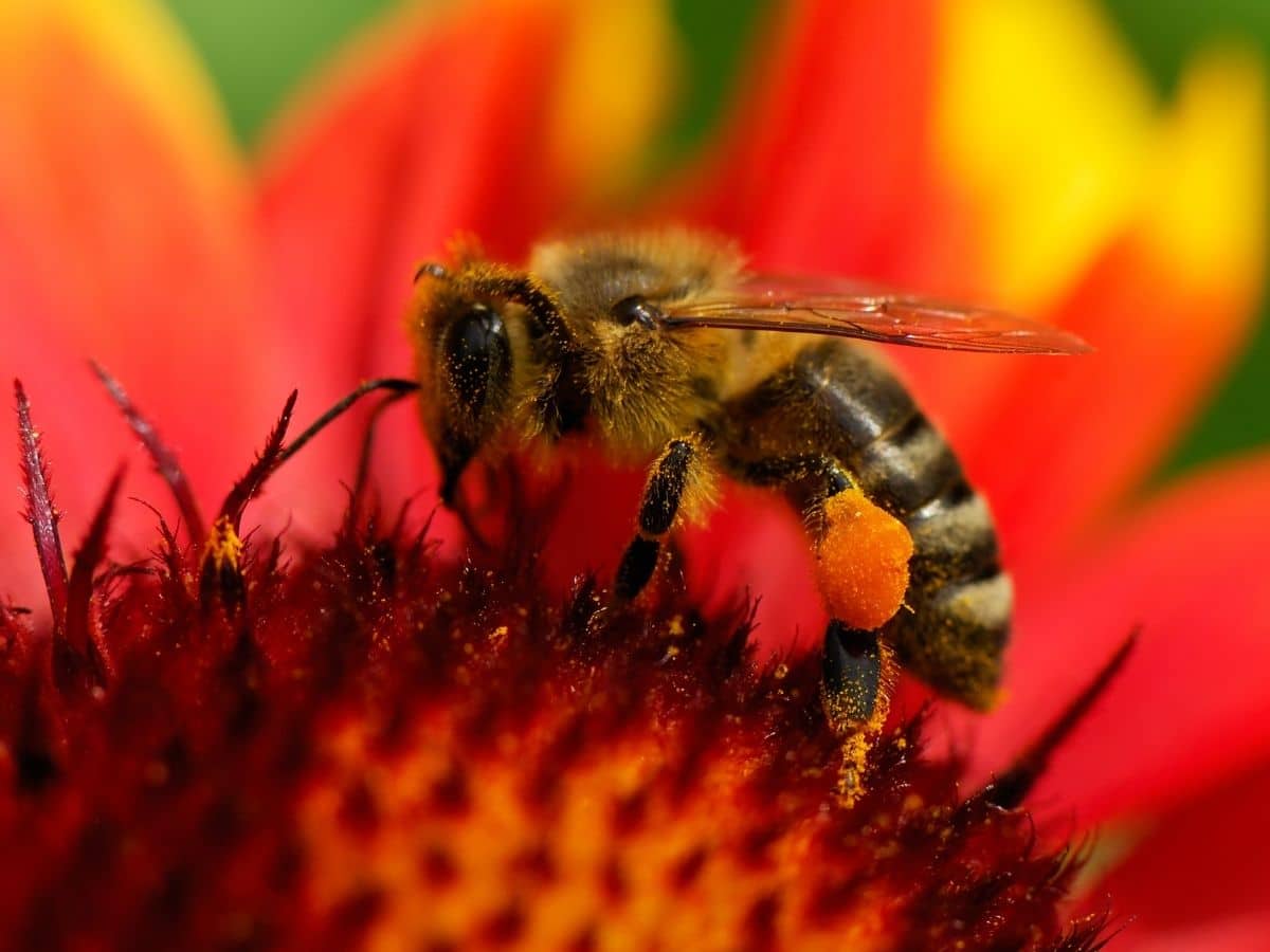 Bee collecting pollen