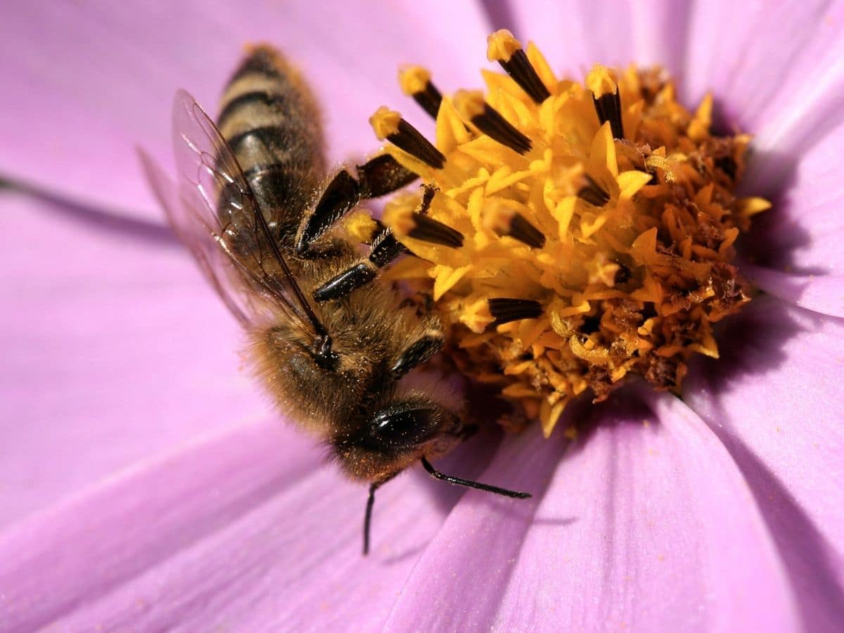 bee on a flower