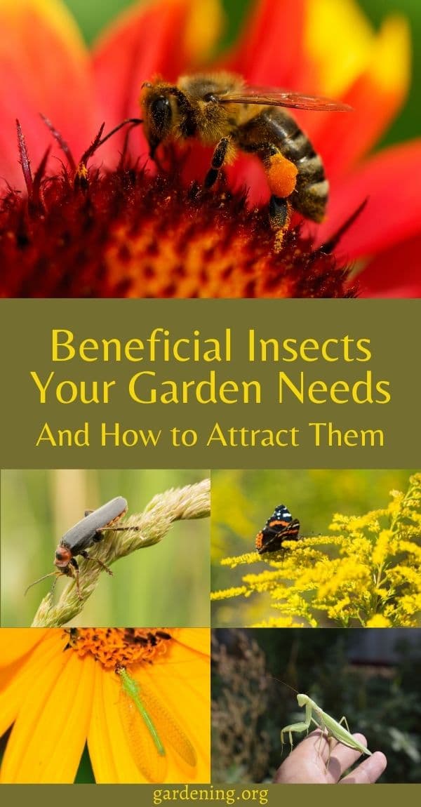 19 Garden Helper Insects + How to Attract Them - Gardening