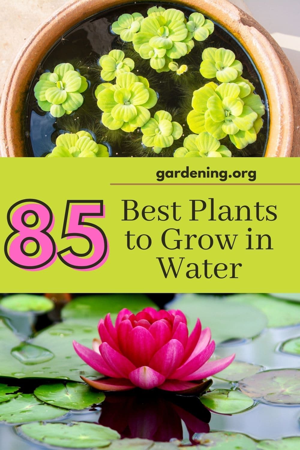 85 Plants To Grow In Water Water Gardening Guide Gardening