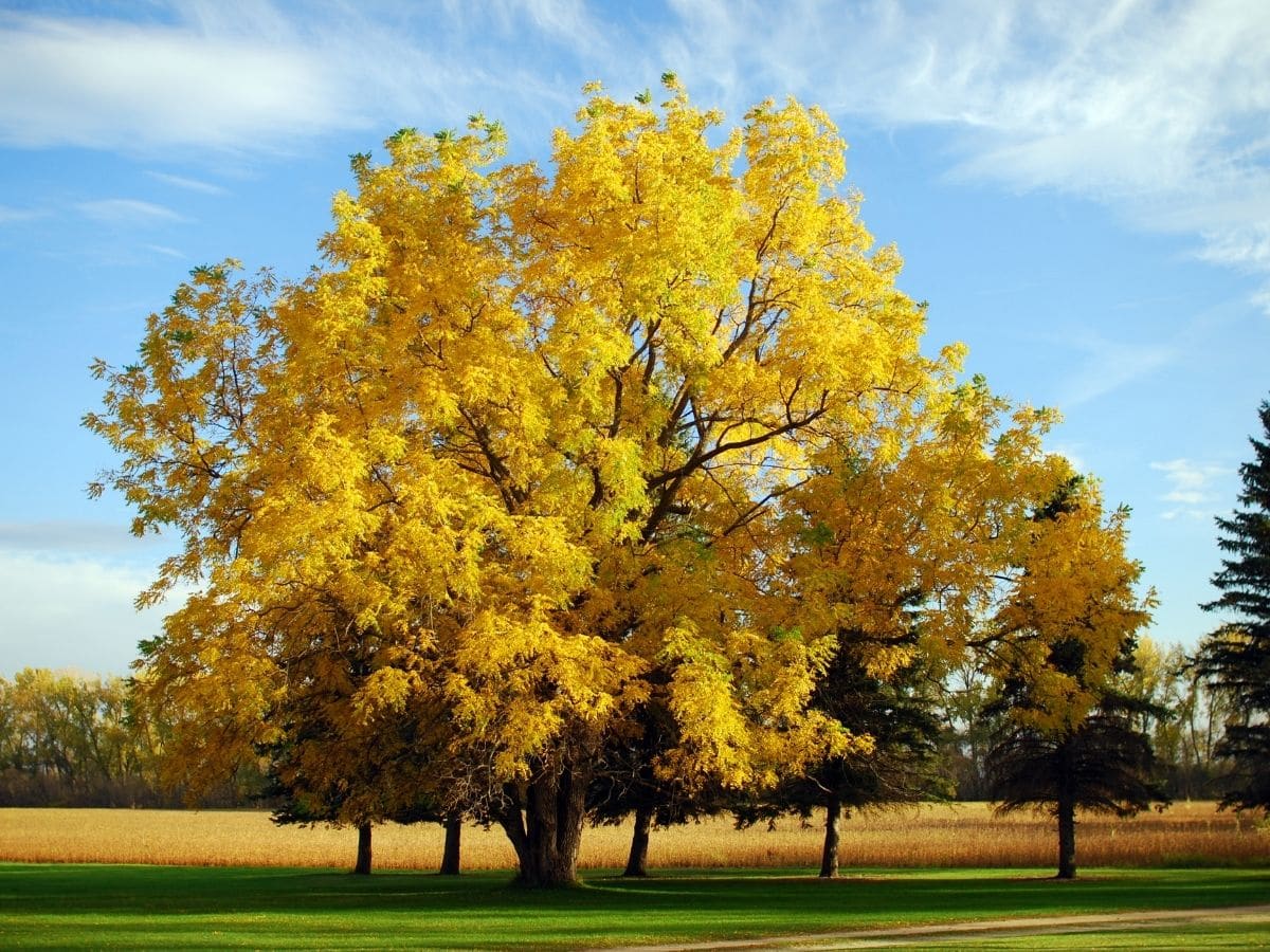 Black Walnut Tree