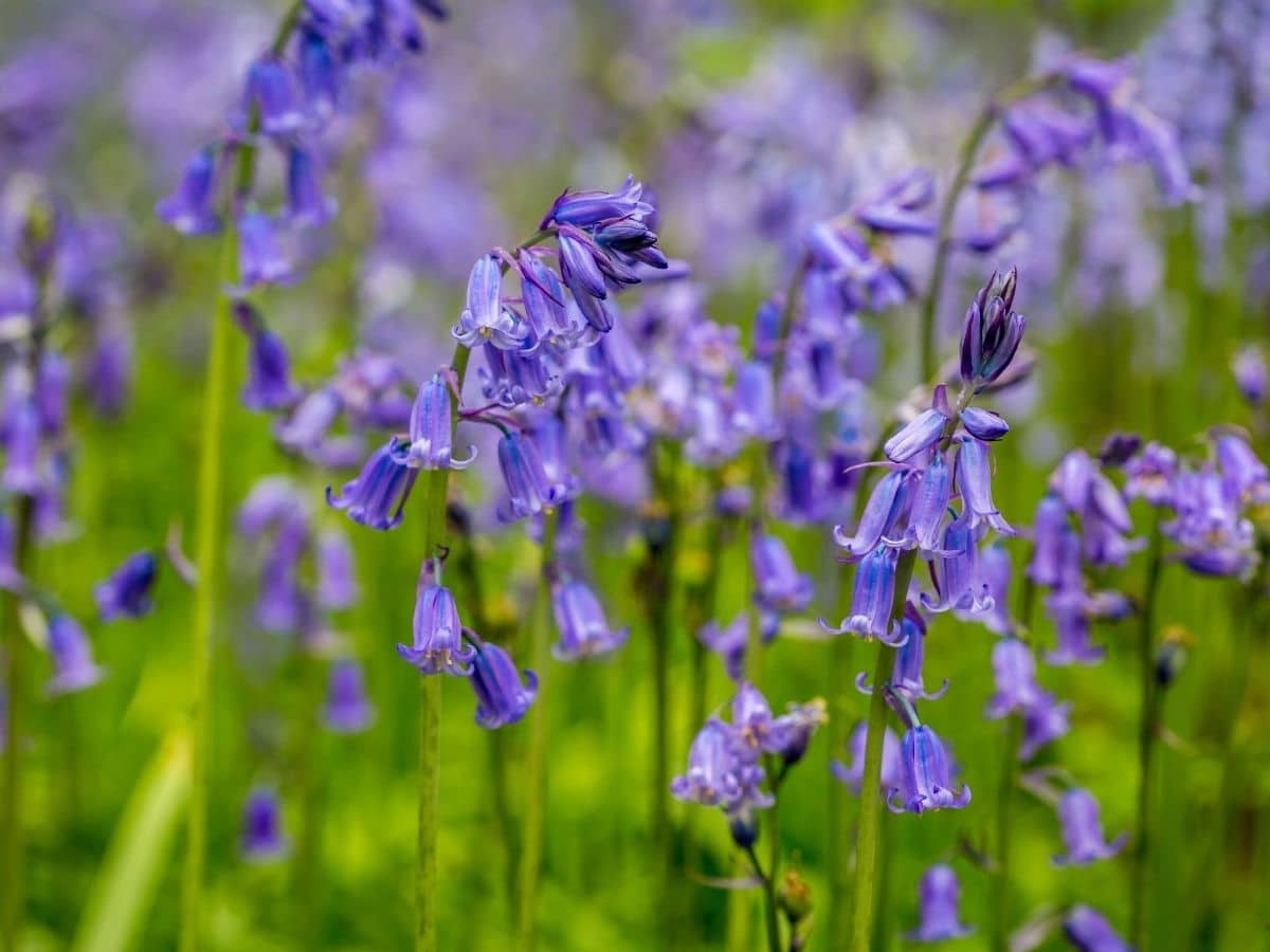 Bluebells