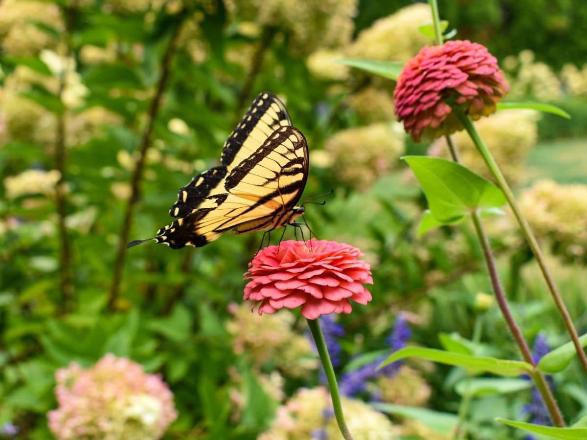 butterfly in the garden