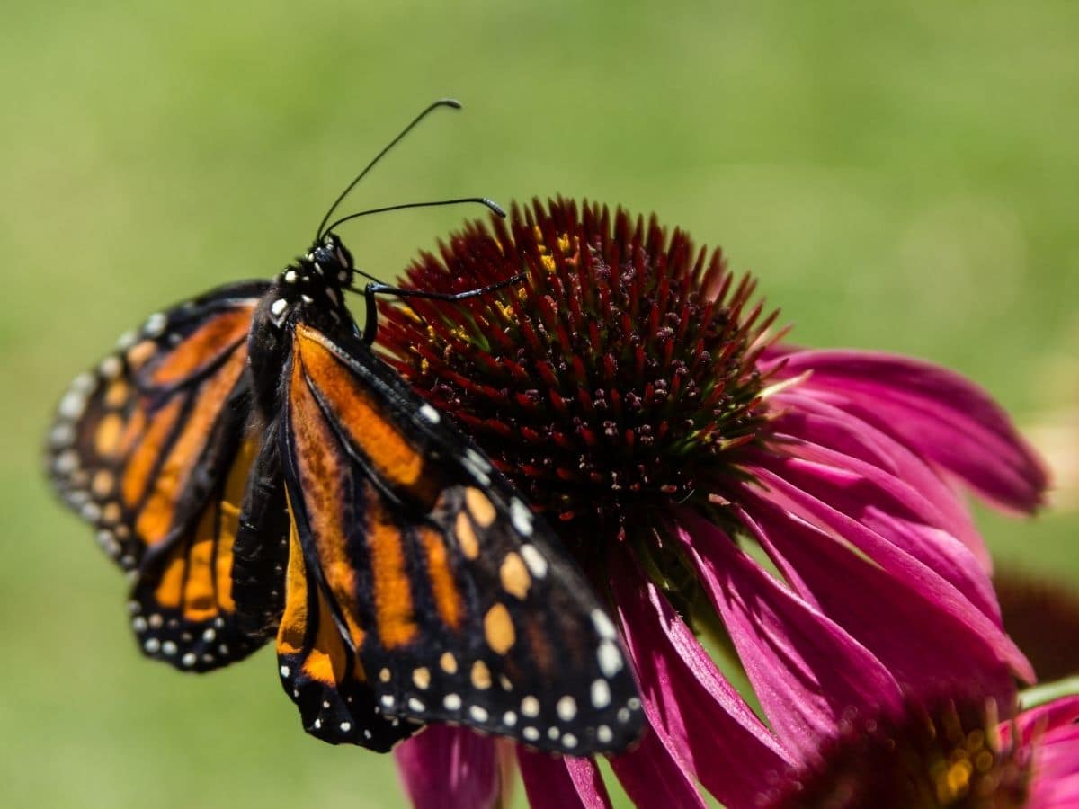 Butterfly in the garden