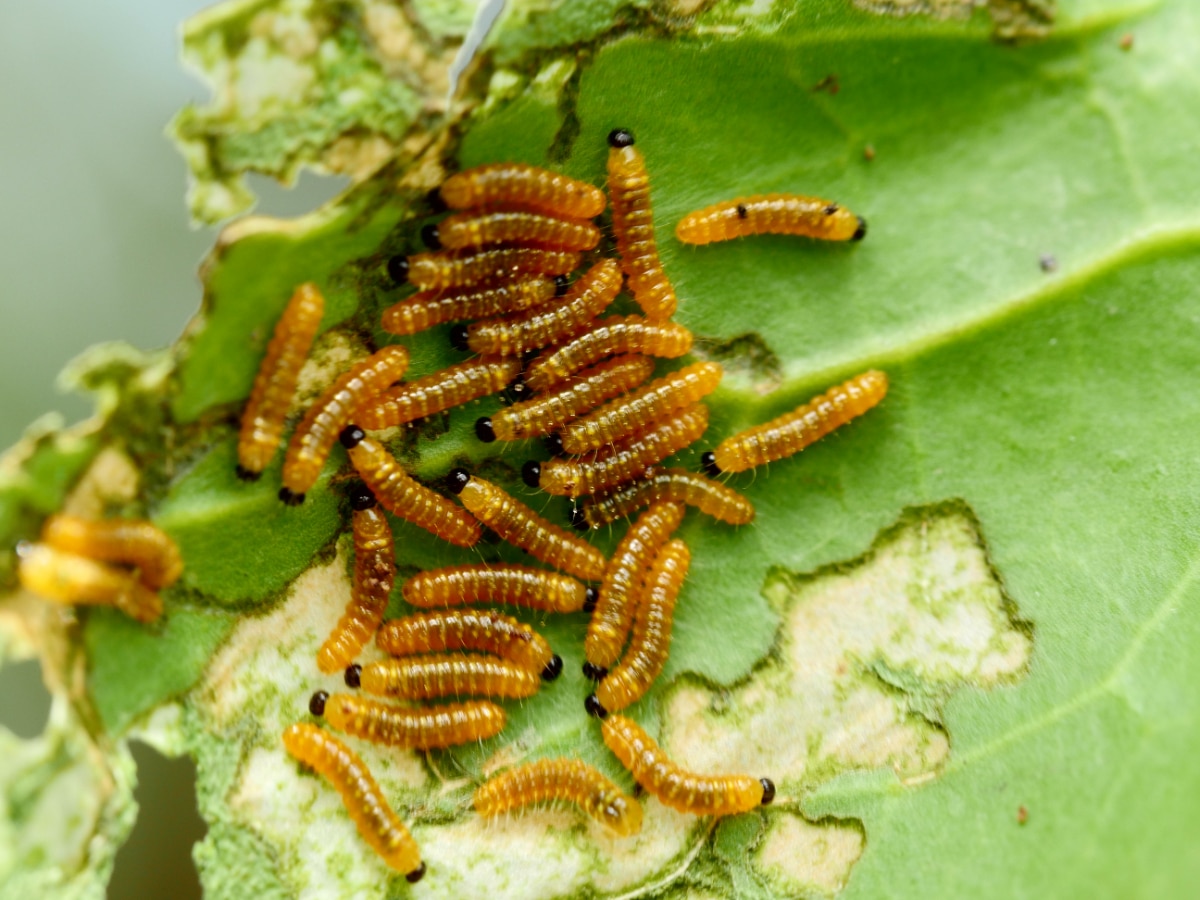 Cabbage Maggots