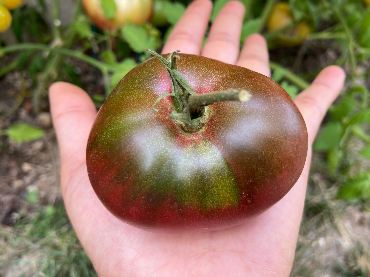 Cherokee Purple Tomatoes