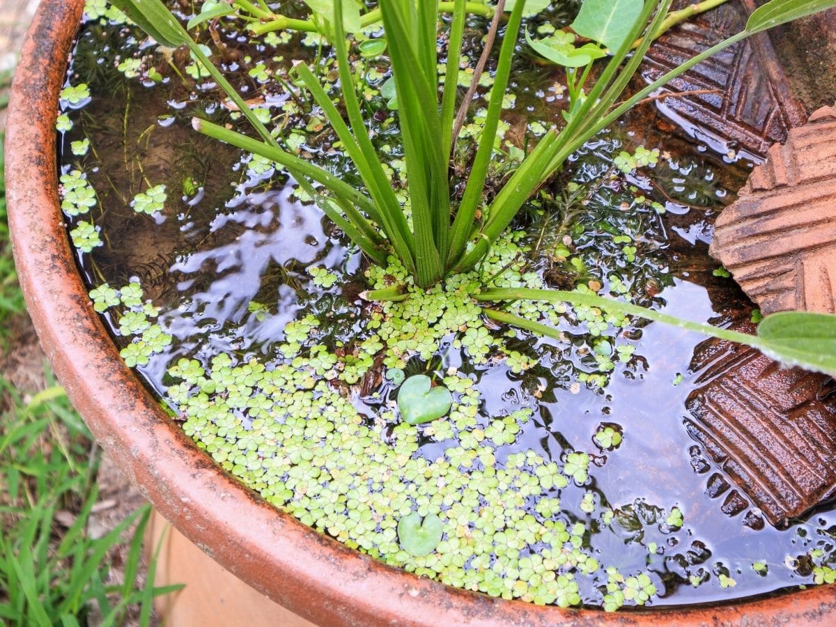 Pond Container