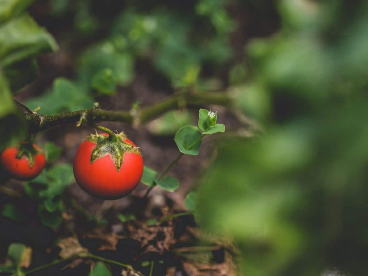 Little Tomato Plant